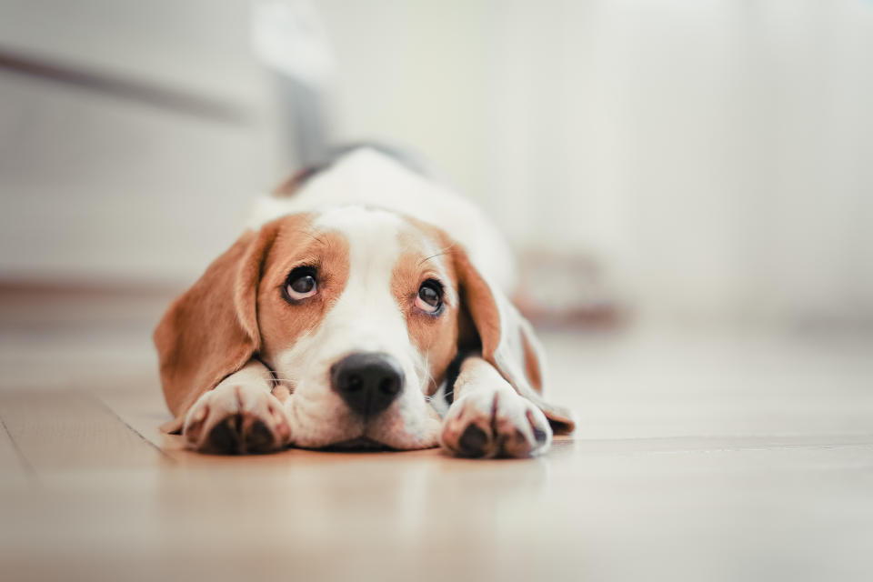 A new study from Portugal found evidence that training dogs with negative commands could cause them longterm stress. (Photo: Getty Images). 