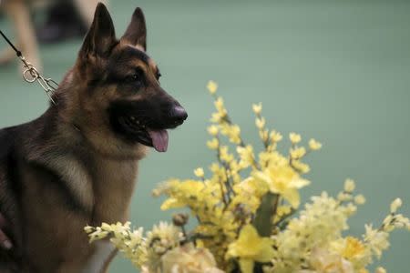 Rumor, a German Shepard, stands in the ring after winning Best in Breed during judging at the 2016 Westminster Kennel Club Dog Show in the Manhattan borough of New York City, February 15, 2016. REUTERS/Mike Segar