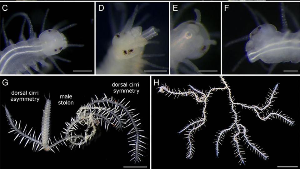 Close up of new branching worm species named after Godzilla's King Ghidorah