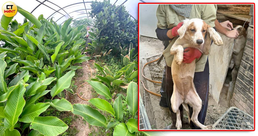 桃園市觀音區某非法屠宰場遭控殺狗賣肉，還將犬隻藏在溫室中以躲避查緝。（圖／翻攝相信動物臉書、記者陳柔瑜攝，CTWANT合成）