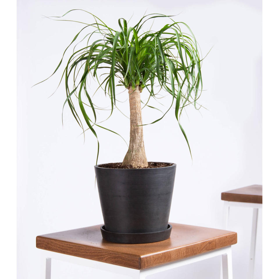 Bloomscape Ponytail Palm