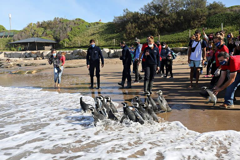 Algunas familias acompañaron el regreso de los pingüinos de Magallanes a su ambiente natural en el Mar Argentino