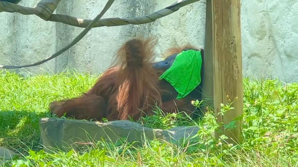 紅毛猩猩「阿宏」手拿綠色毛巾蓋在臉上消暑。（圖／翻攝自壽山動物園臉書）