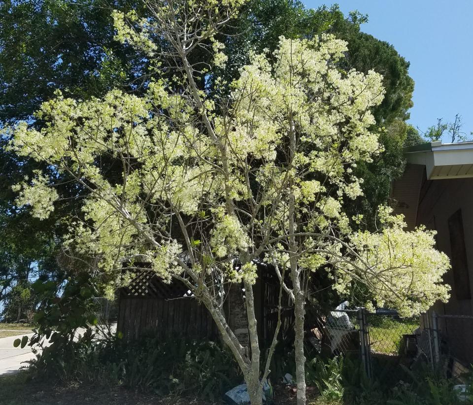 The Florida native fringetree produces white flowers followed by berries that attract birds.