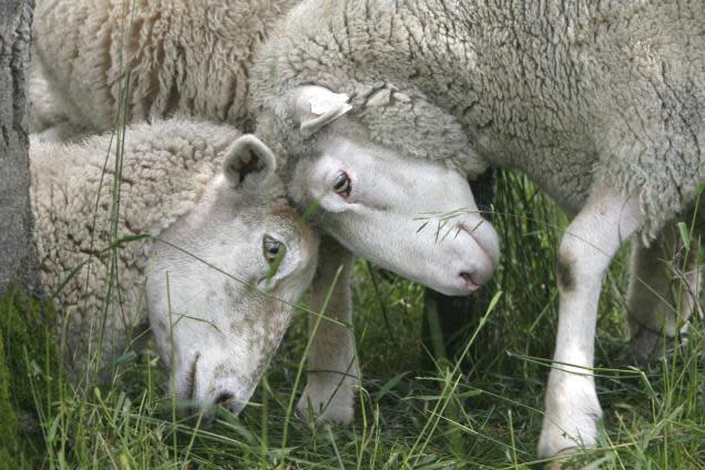 Sheep embryo injections