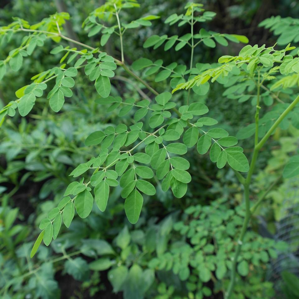 <p>Moringa has been named a superfood for good reason. It has three times the potassium of a banana, three times the calcium of milk, and two times the protein of yoghurt – three grams per tablespoon. Any vegan eaters who have a tough time getting enough protein can benefit from the introduction of moringa into their diet. </p>