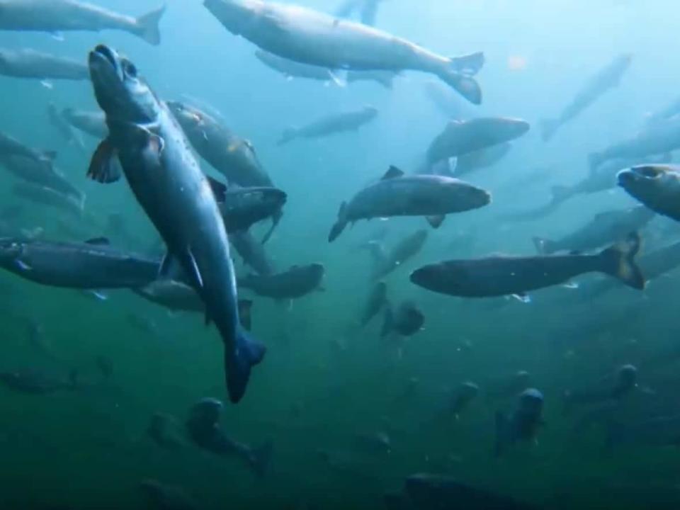 Atlantic salmon are shown in an open-net pen aquaculture site. The Nova Scotia government is expanding the board that oversees applications. (Northern Harvest Sea Farms - image credit)