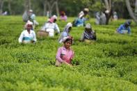 Tea garden workers pluck tea leaves inside Aideobarie Tea Estate in Jorhat in Assam, India, April 21, 2015. REUTERS/Ahmad Masood