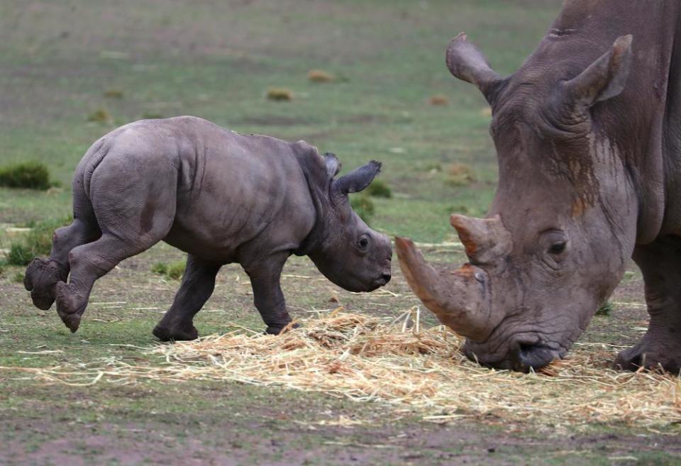 A white Rhino calf runs past its mother in an enclosure at Taronga Western Plains zoo.