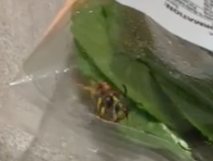 A wasp pictured inside a baby spinach salad bag from Coles.