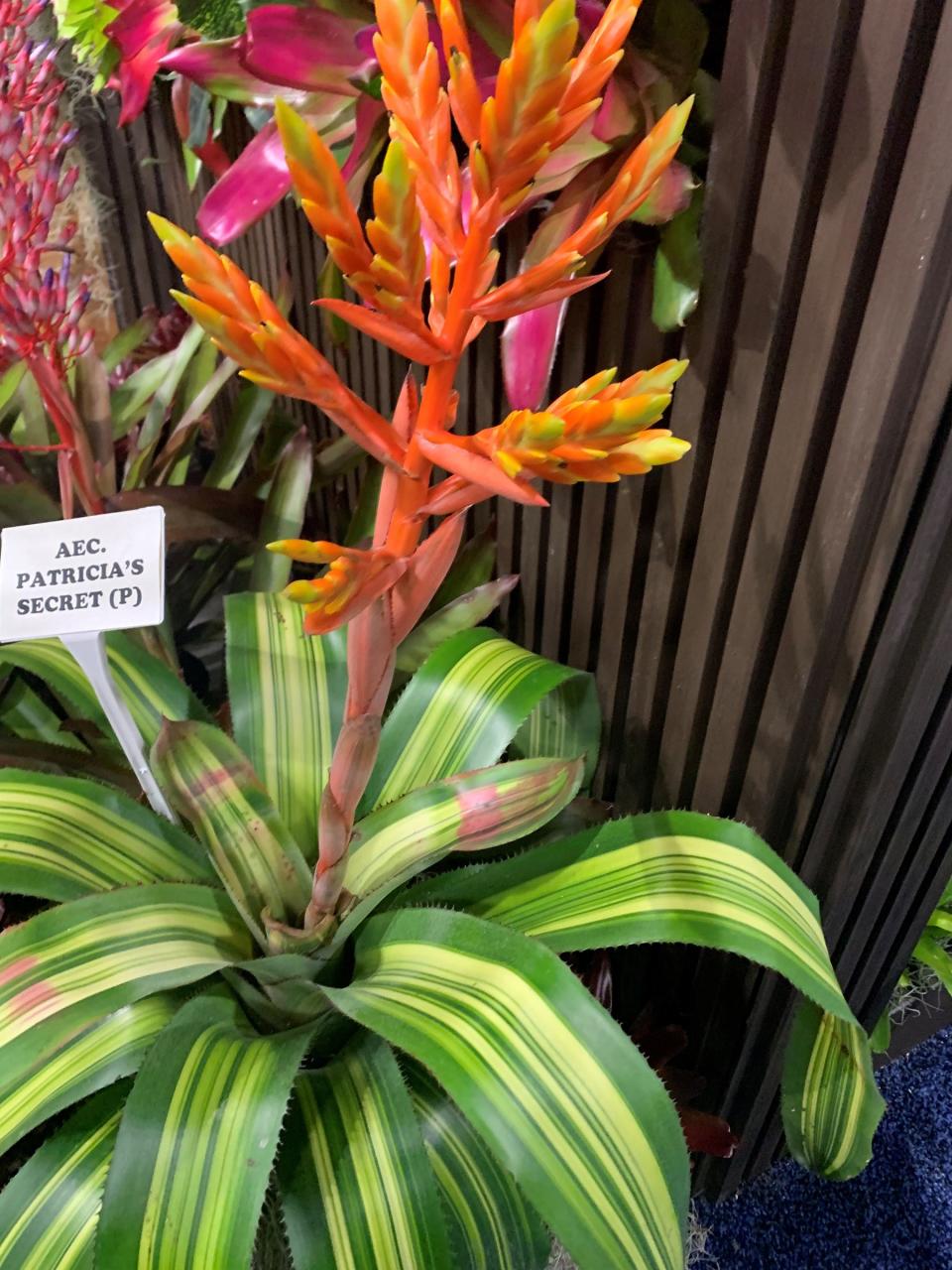 If you don’t have a lot of time and are looking for something low maintenance, you might want to try some easy-care bromeliads.