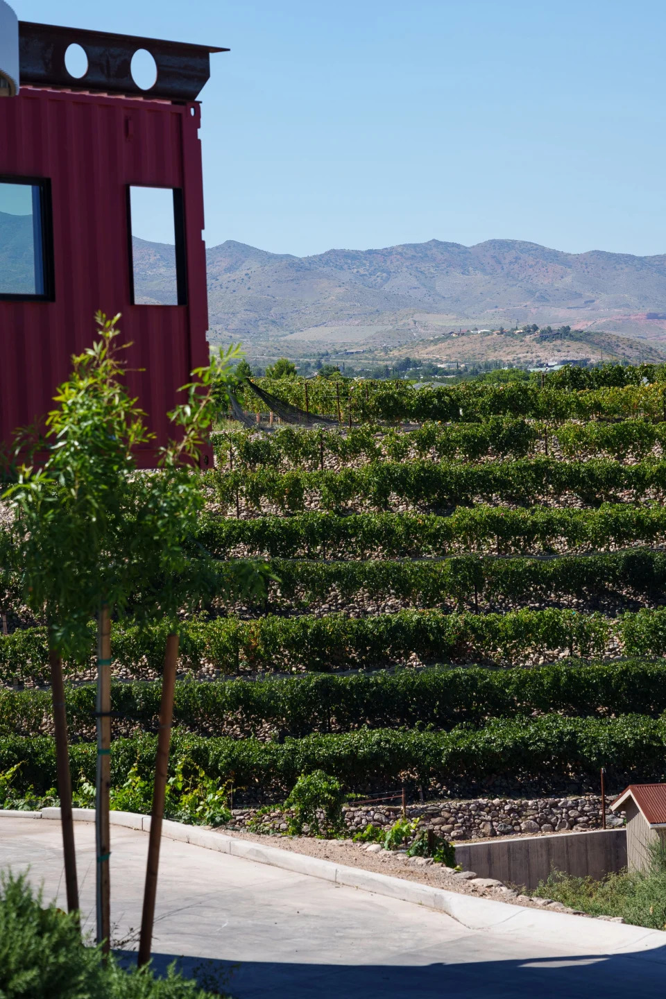 Grapes are grown on terraces on a hill in Old Town Cottonwood at Merkin Vineyards on Sept. 25, 2023, in Cottonwood.