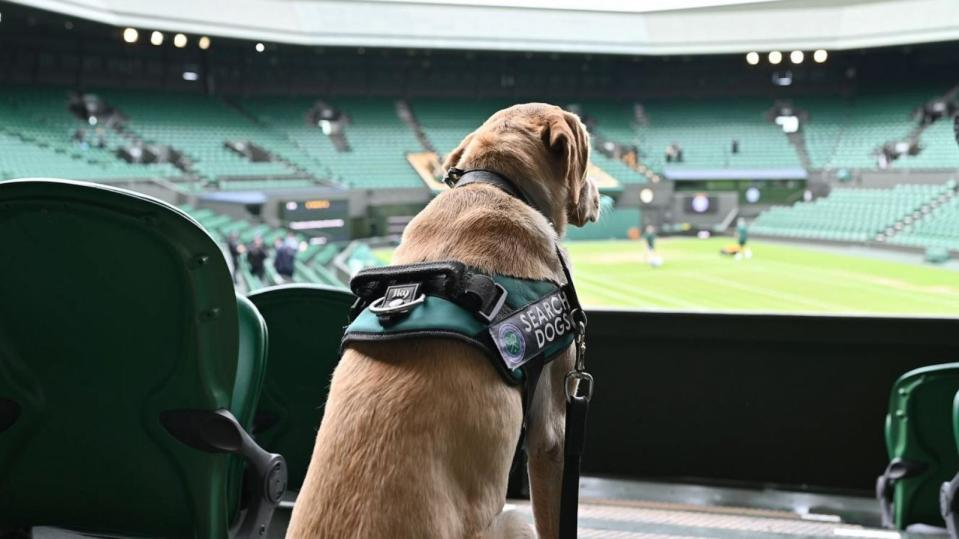 PHOTO: Flo the search dog overlooks Centre Court at Wimbledon on Sunday, July 7, 2024. (ABC News)