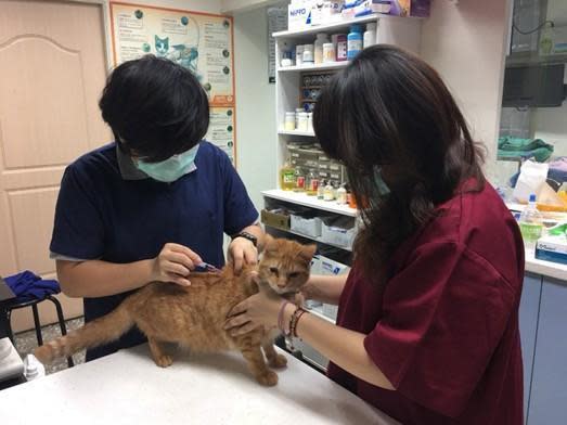 為了提高老年犬貓認養率，動保處推出「犬貓回春雙響炮」。（翻攝自新北市動保處官網）