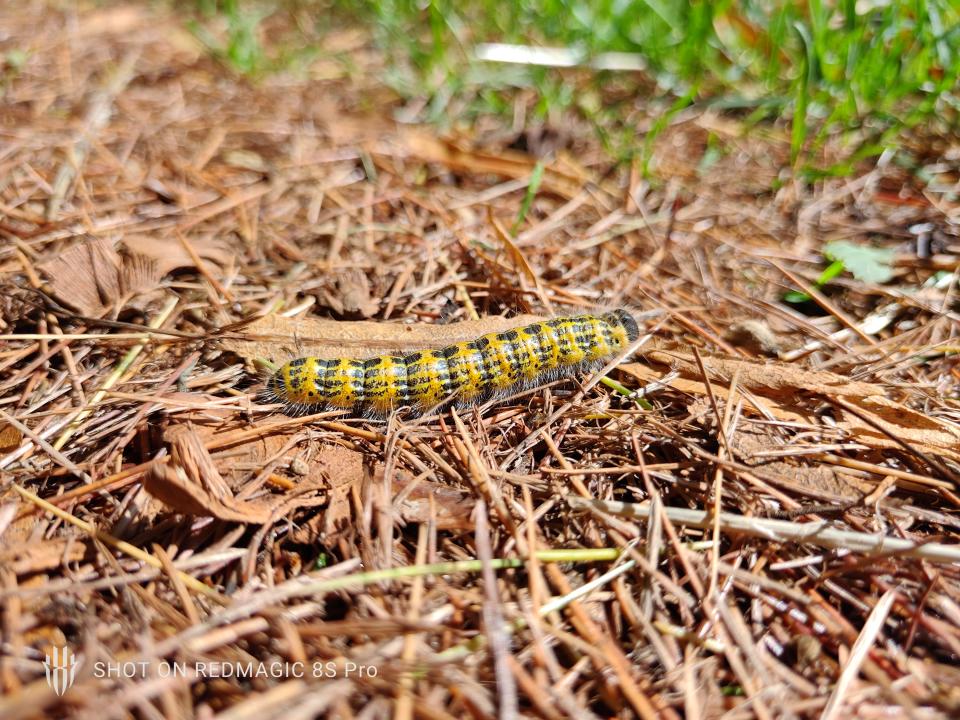 An image of a caterpillar