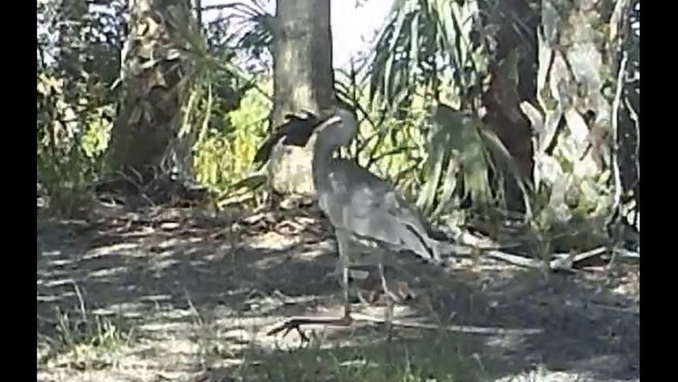 Trail camera videos shared by Florida wildlife officials show herons have been wandering with a bizarre-looking ”armored” fish flopping around in their mouth, and there’s a reason the creatures don’t seem familiar.