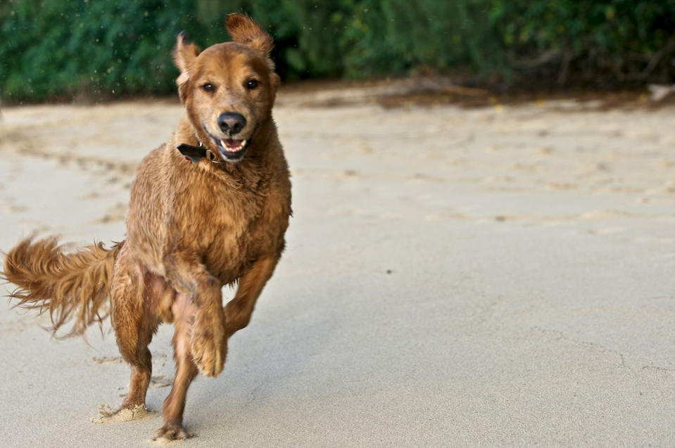 In this 2010 photo provided by Explore.org, philanthropist Charlie Annenberg's golden retriever, Lucky, runs at the Pipeline Beach in Ehukai Beach Park, Haleiwa, Hawaii. For 16 years, Lucky has been his sidekick, soul mate and inspiration, said Annenberg. In 2010, Annenberg started Dog Bless You, a journal of their travels as told by Lucky but written by Annenberg. (AP Photo/Explore.org)