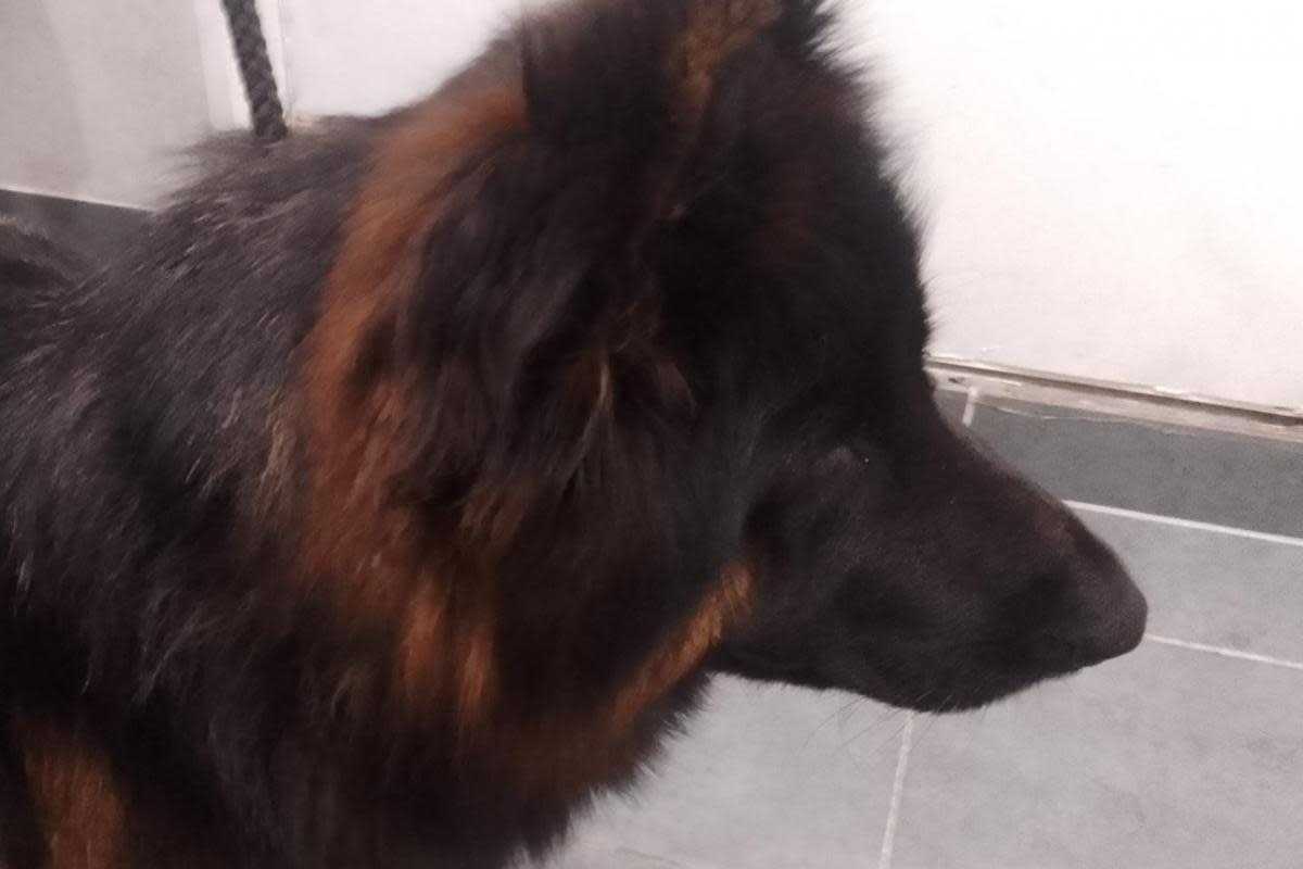 The dog was found on June 9 in Iver <i>(Image: AdoptionsUK)</i>