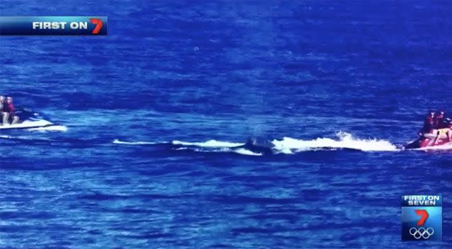 Photos have emerged of a jet ski rider running over a whale.