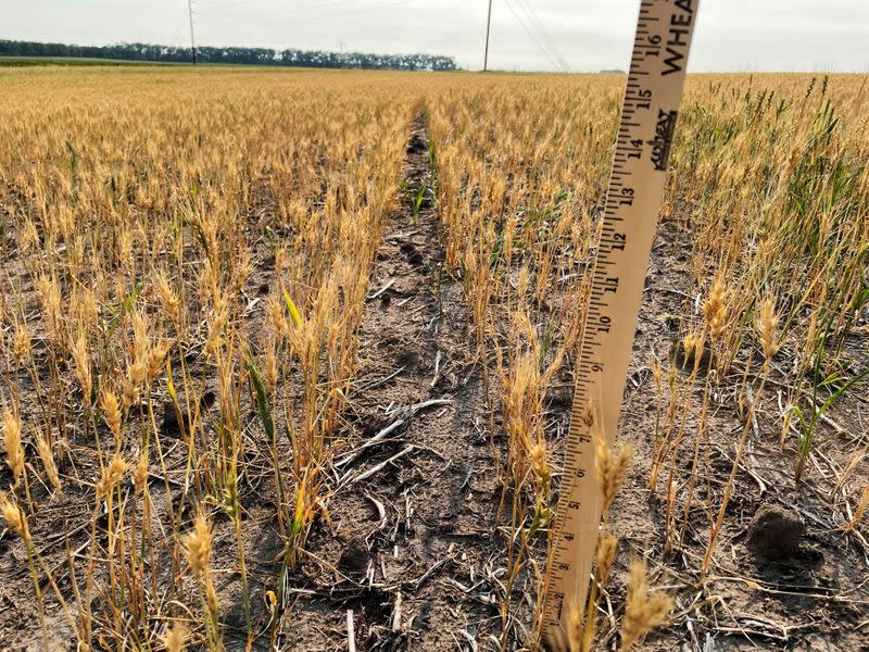 Spring wheat plants stunted by drought stress near Larimore, North Dakota