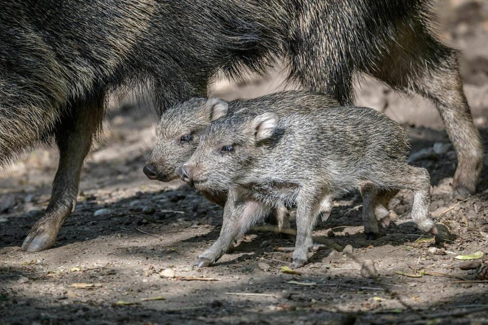 This picture taken on May 8, 2019, shows two newly born Chacoan peccaries in their enclosure at the Prague zoo, Czech Republic. Prague's zoo says two Chacoan peccaries have been born in the park in May for the first time, a welcome step in efforts to save a species that was once considered long extinct. (Petr Hamernik/Zoo Praha via AP)