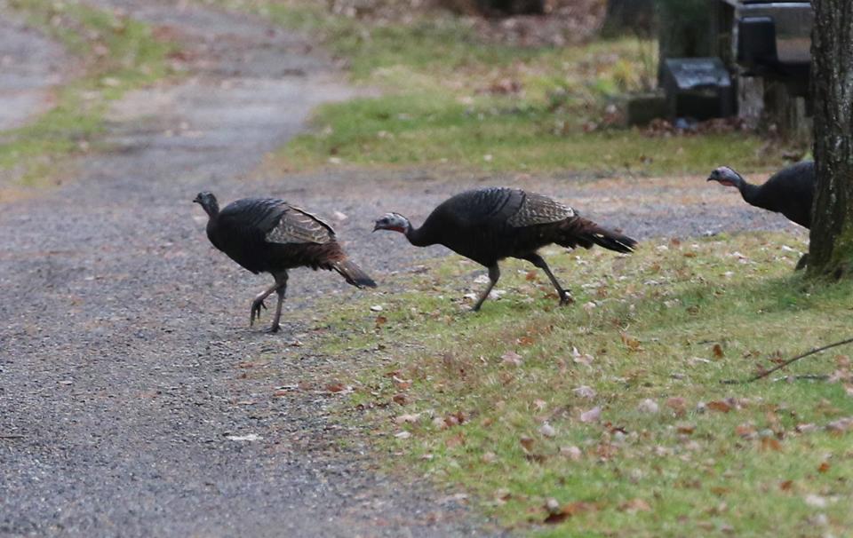 Wild turkeys leave an area near a bird feeder and head to the woods in South Berwick on a cloudy Wednesday morning Nov. 10, 2021.