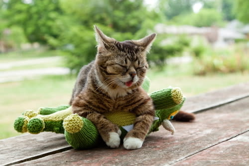 Courtesy lilbub.com