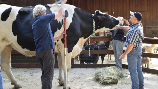 the tallest cow in the world