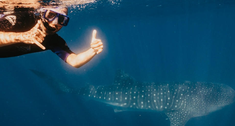 Man underwater swimming with whale shark at Ningaloo Reef in WA. 