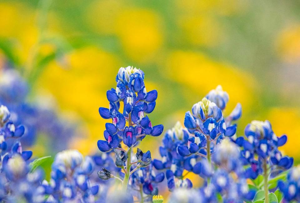 Bluebonnets get their name from the flower’s individual bloom’s resemblance to the sunbonnets women wore to guard against the grueling Texas sun.