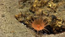 <p>A cup coral (genus Desmophyllum) has a large solitary polyp and secretes a calcium carbonate skeleton like the true hard corals that form shallow tropical coral reefs. (Photo: Atlantic Canyons and Seamounts 2014 Science Team/NOAA Okeanos Explorer Program) </p>