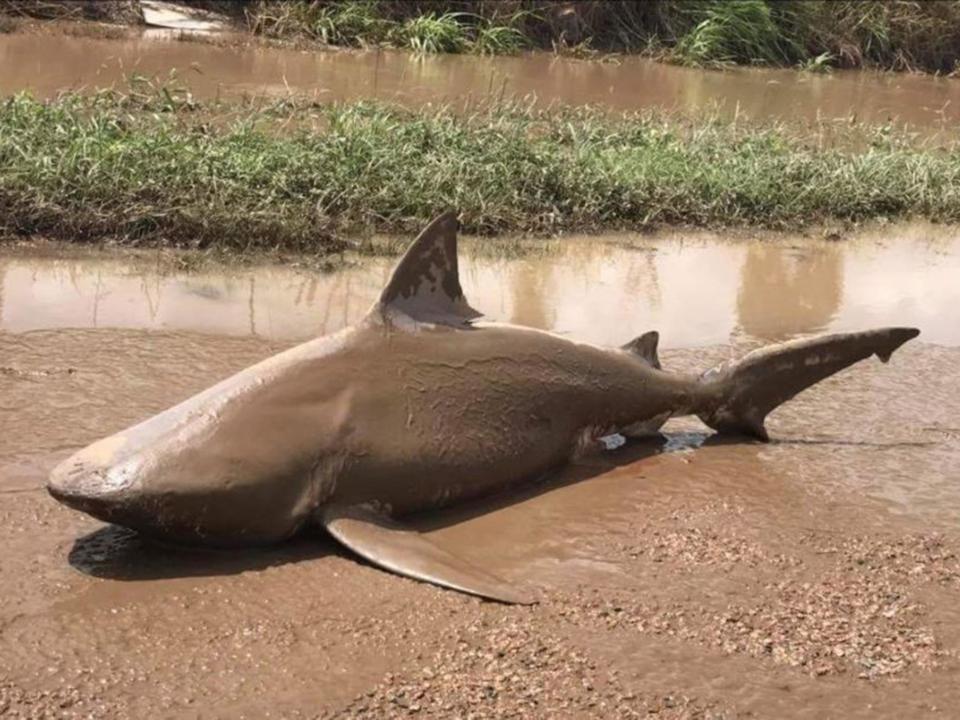 The shark was beached by Cyclone Debbie which struck the north east of Australia this week: QFES