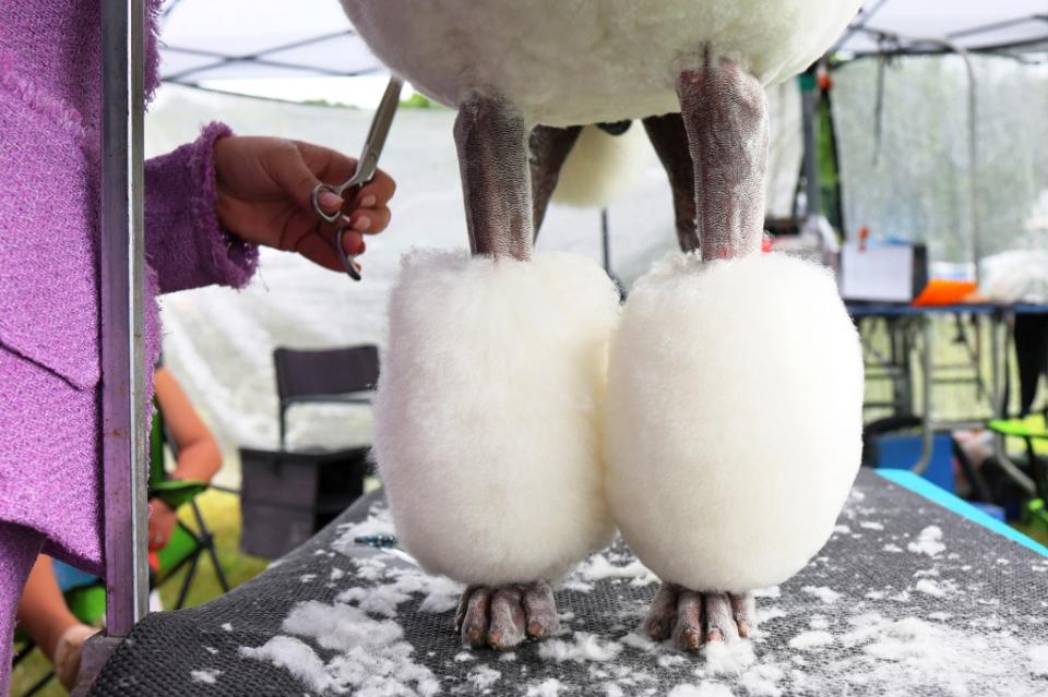 TARRYTOWN, NEW YORK - JUNE 21: Olivia Hodgkinson prepares her Poodle Marvels Hemsworth the Wait during the annual Westminster Kennel Club dog show at the Lyndhurst Estate on June 21, 2022 in Tarrytown, New York. The 146th Annual Westminster Kennel Club Dog show will feature over 3,500 dogs with over 200 breeds competing in three different competitions. The Best in Show dog will be announced at the conclusion of the event on Wednesday night. (Photo by Michael M. Santiago/Getty Images)