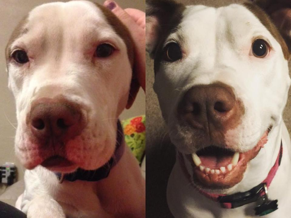 Rosie the dog looks happier post-adoption