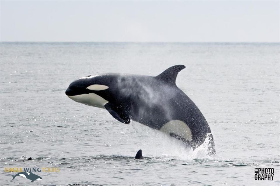 「鯨」歡喜！殺人鯨寶寶首次狩獵成功　開心到彈出海面「整隻浮空」畫面曝