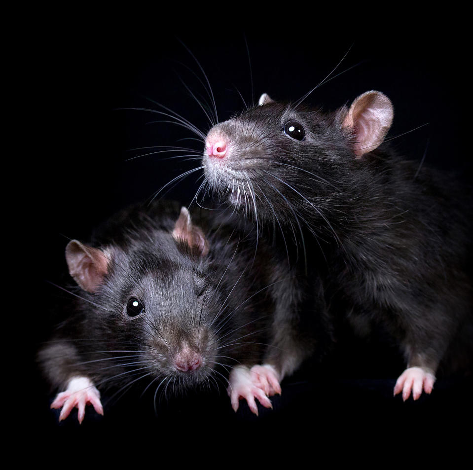 <p>“I would love people to consider adopting rats — and any other animal — from animal shelters, or at least responsible breeders if they can’t find rescue ones.” (Diane Ozdamar/Caters News) </p>