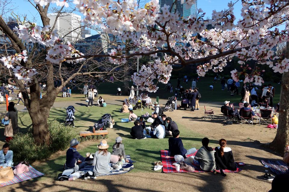 <p>Due to weather patterns, the trees flower at different times across the country</p> (Getty Images)