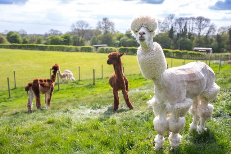 Only the male alpacas were given bizarre haircuts (Picture: SWNS)