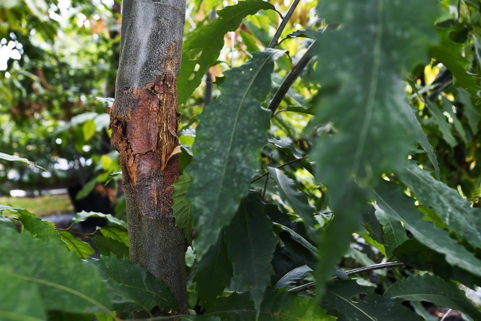 An American chestnut tree's trunk shows signs of blight at the State University of New York's College of Environmental Science & Forestry Lafayette Road Experiment Station in Syracuse, N.Y., Monday, Sept. 30, 2019. The blight decimated a towering tree species once dominant in forests from Maine to Georgia. (AP Photo/Adrian Kraus)