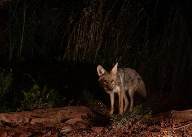 A small coyote is pictured at night. A man riding his electric scooter through Stanley Park late Sunday crashed into one of the animals just before midnight, according to police. (Shutterstock / MelaniWright - image credit)