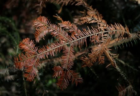 A branch of a fir tree turned red because of drought is seen in the Vosges montains near Masevaux