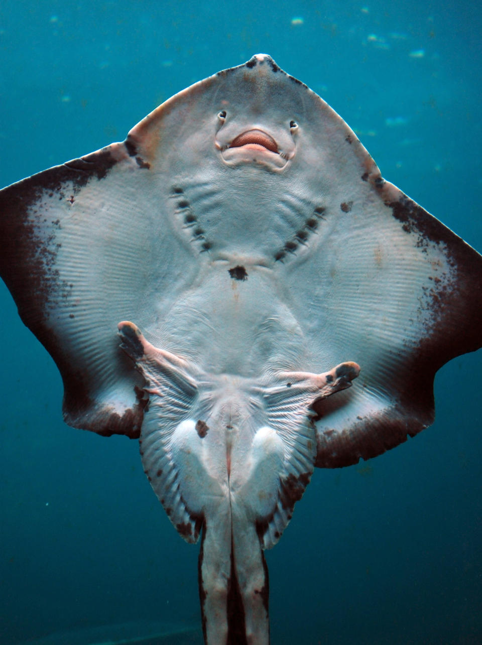 A close-up underwater shot of a stingray, seen from below, showing its unique, smiling face and textured body