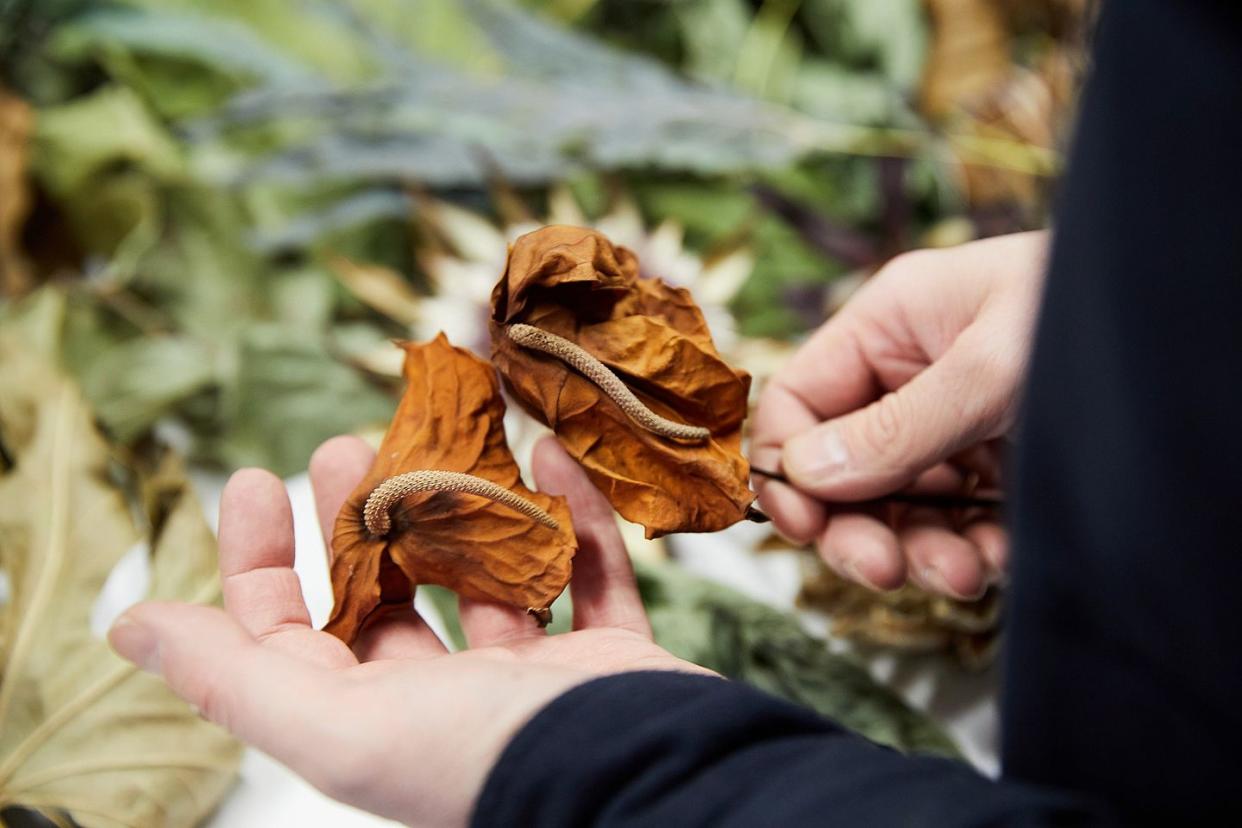 anthurium, dried flora