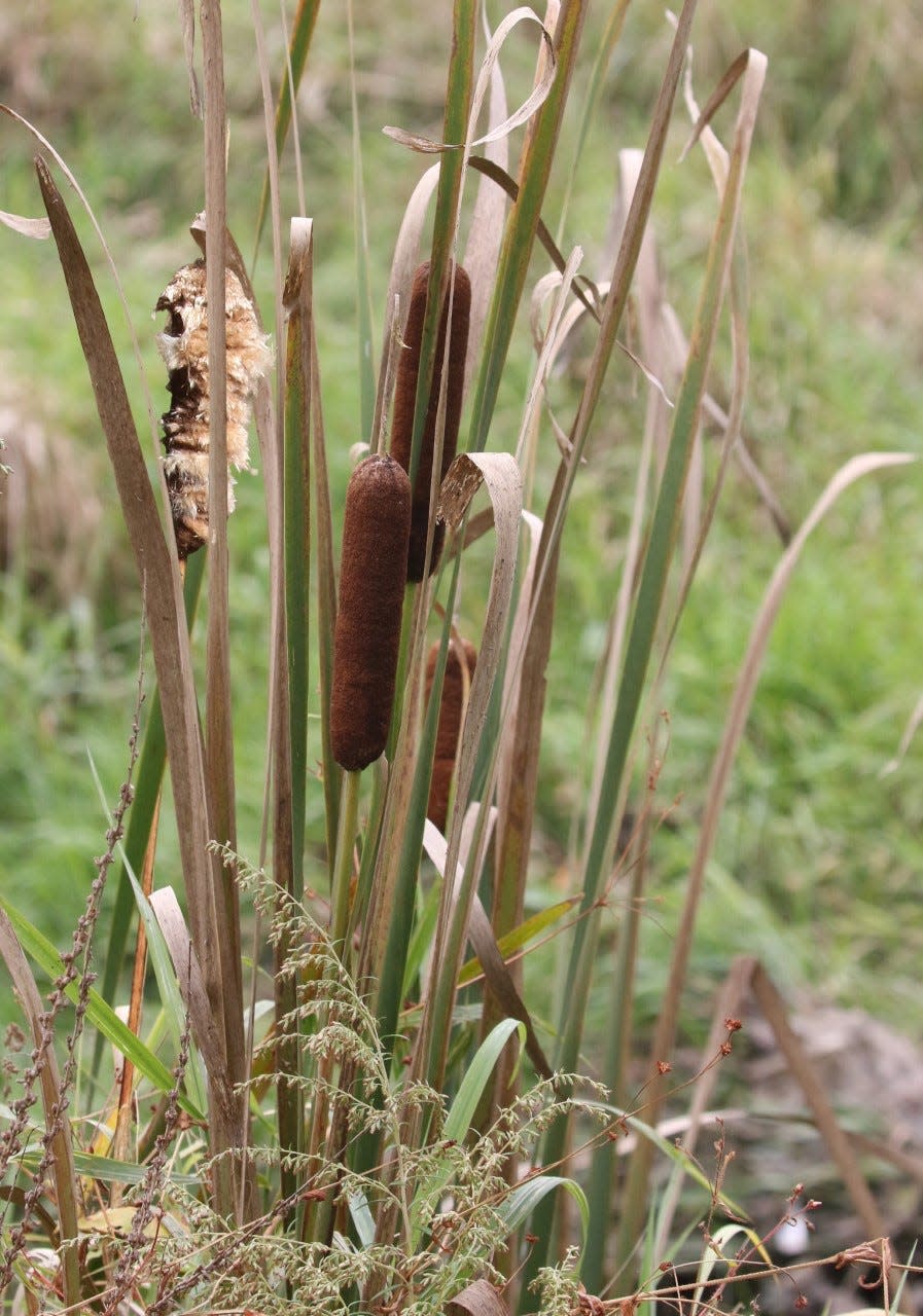 Cattails.