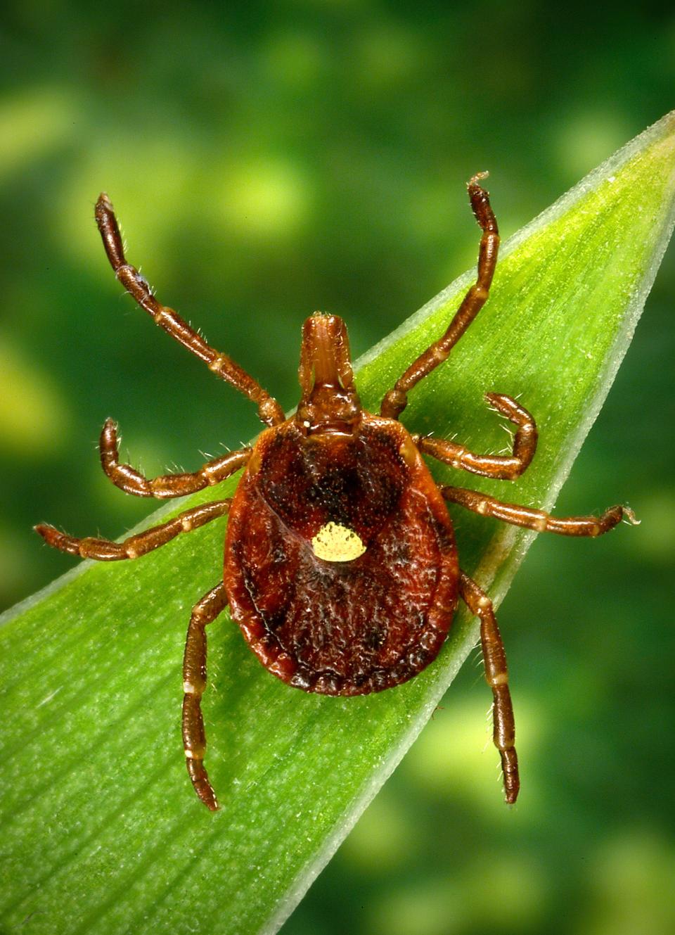 This photograph depicted a dorsal view of a female "lone star tick"(Amblyomma americanum).