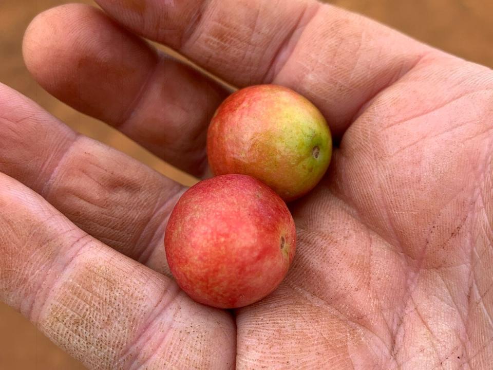 two little fruits in hand