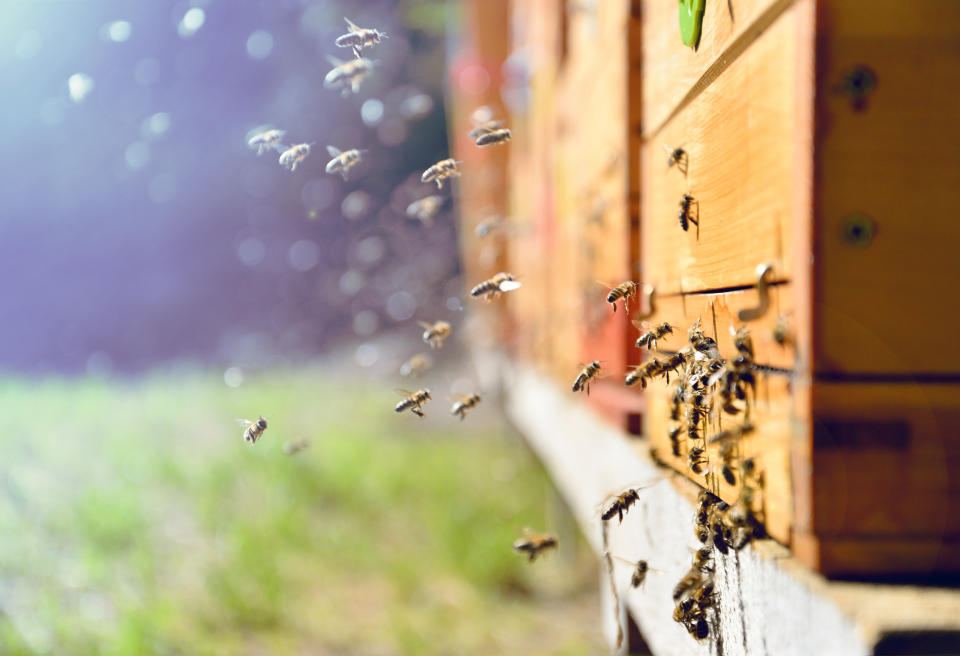 Close up of flying bees. Wooden beehive and bees.