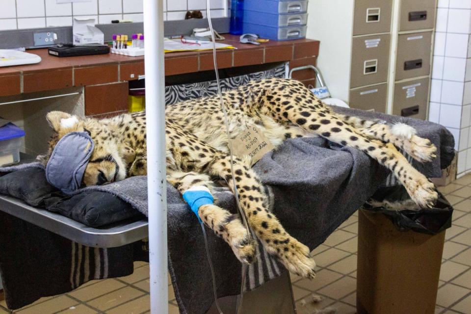 Each cheetah has been vaccinated, fitted with a satellite collar, and kept in isolation at the CCF Centre in Otjiwarongo before releasing them to India. The cheetahs were hand-picked based on an assessment of health, wild disposition, hunting skills, and ability to contribute genetics that will result in a strong founder population. (Cheetah Conservation Fund)