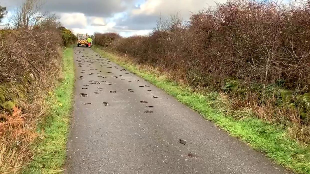 Mystery: Hundreds of dead starlings were found on a road in Anglesey, Wales: PA