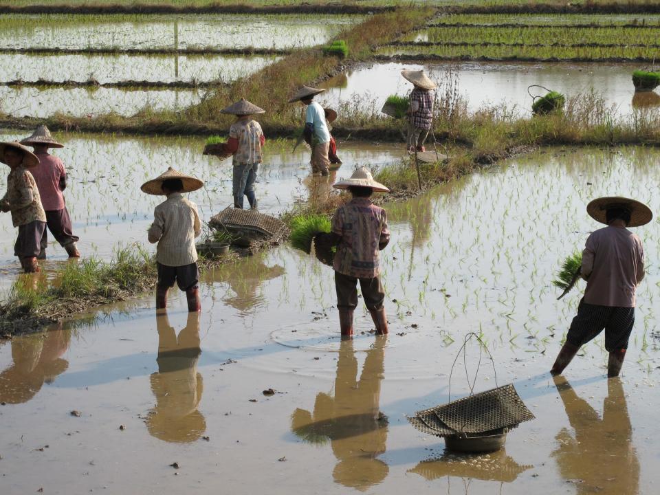 Farmers transplant rice seedlings in Guangdong Province, China: Thomas Talhelm